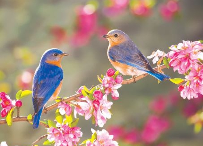 Подведены итоги экологической акции "Покормите птиц зимой"